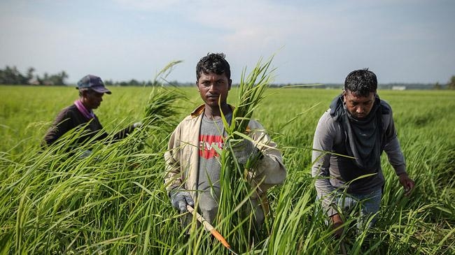 foreign workers malaysian plantation