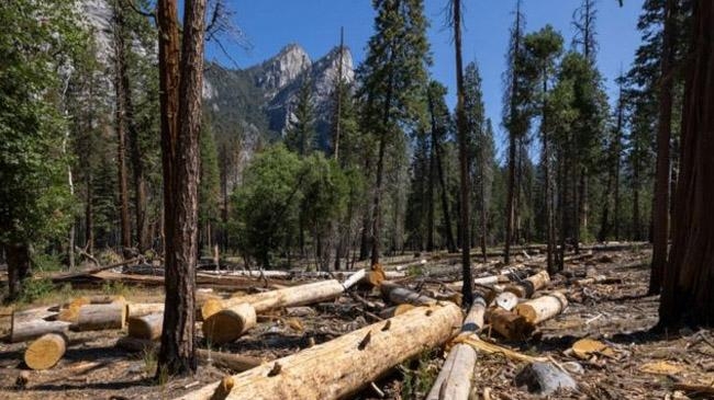 forest destroying carbon bomb