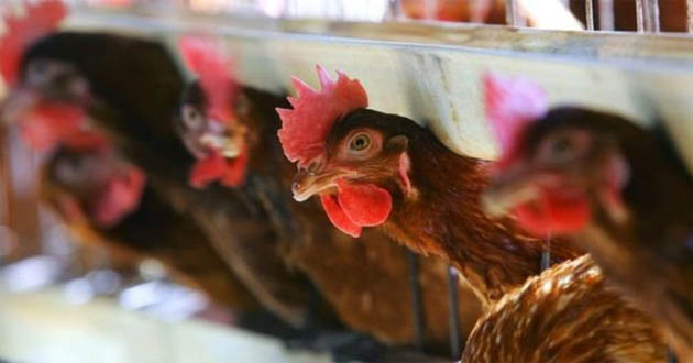 french hen attack