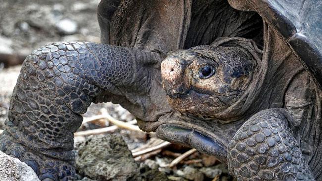 galapagos tortoise
