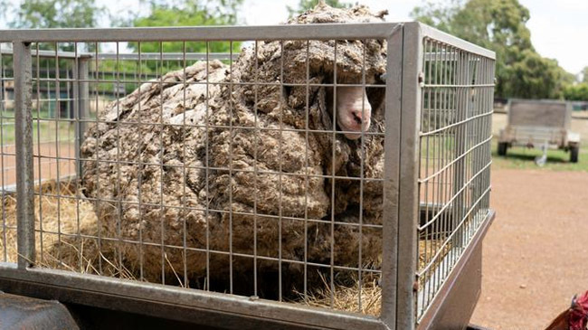 giant sheep