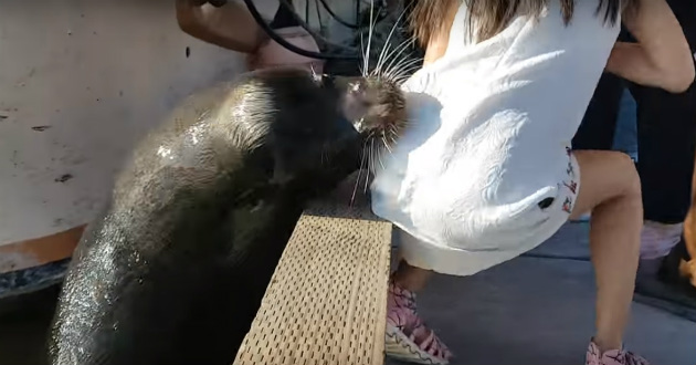 girl attacked by a sea lion