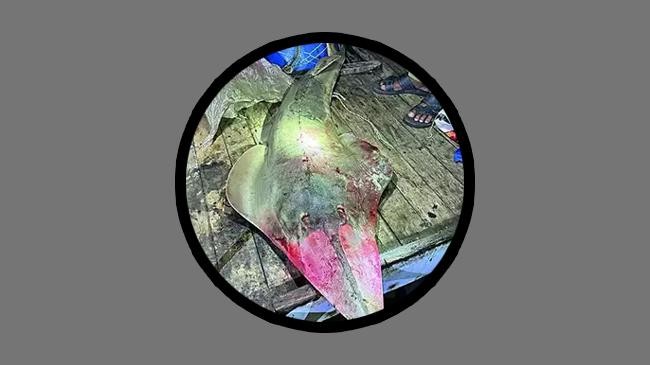 guitarfish