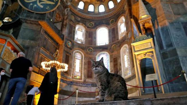 hagia sofia cat