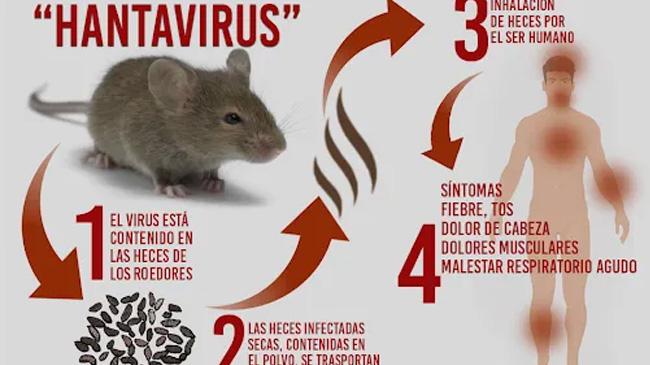 hantavirus
