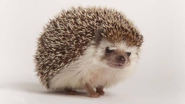 hedgehog