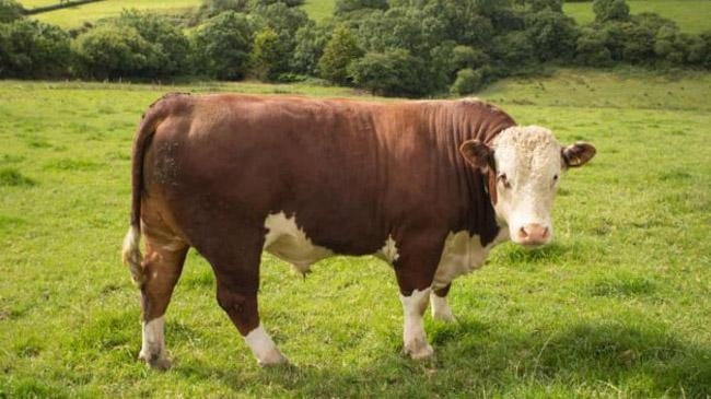 hereford bulls