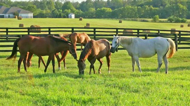 horse farm