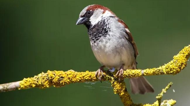house sparrow drops europe
