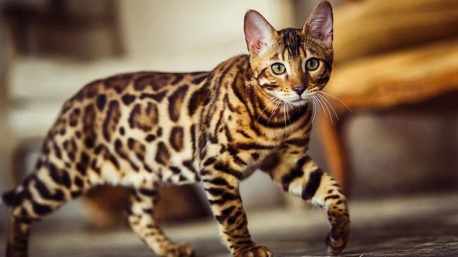 how cat get striped inner