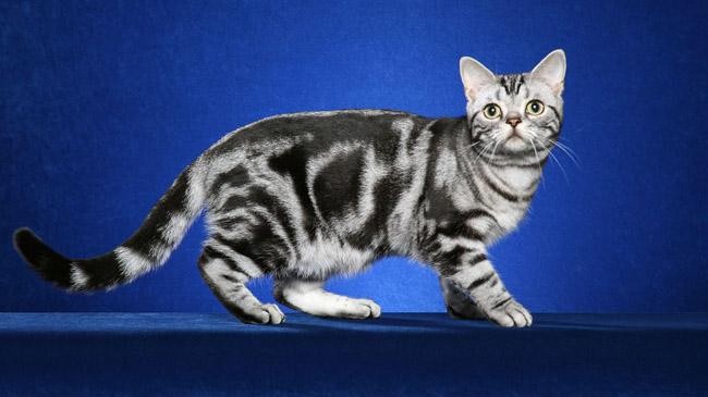 how cat get striped