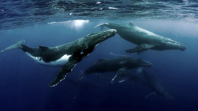 humpback whale
