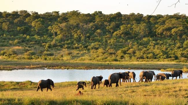 hwange national park