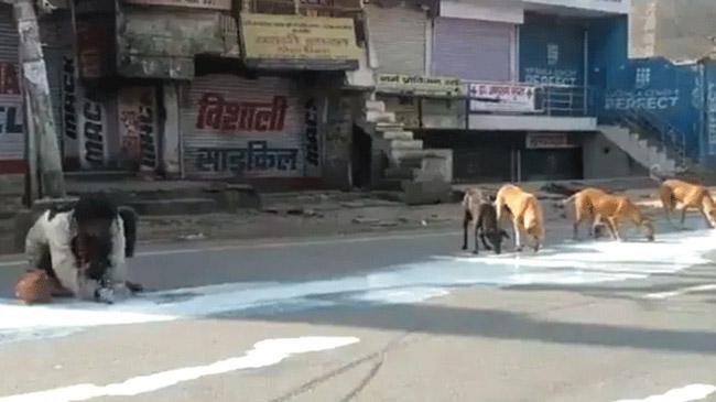 india agra milk man dog