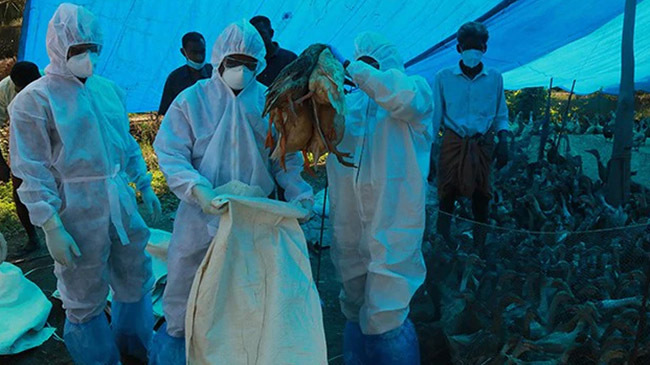 india bird flu spreding inner