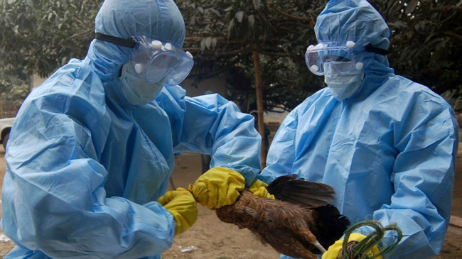 india bird flu spreding