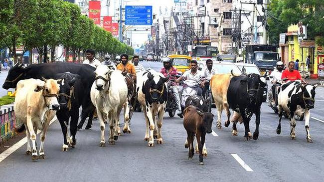 india cow