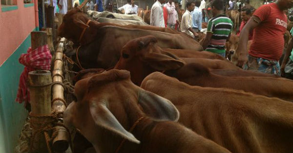 india introduced new force to stop cow smuggling