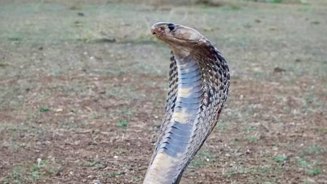 india snake