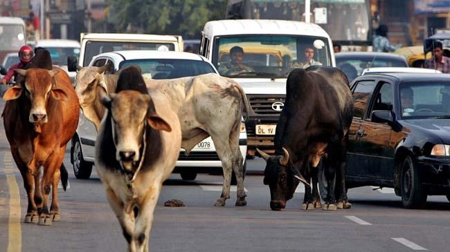 indian cow in road