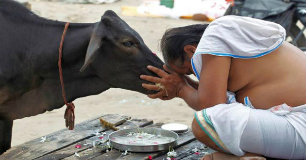 indian cow