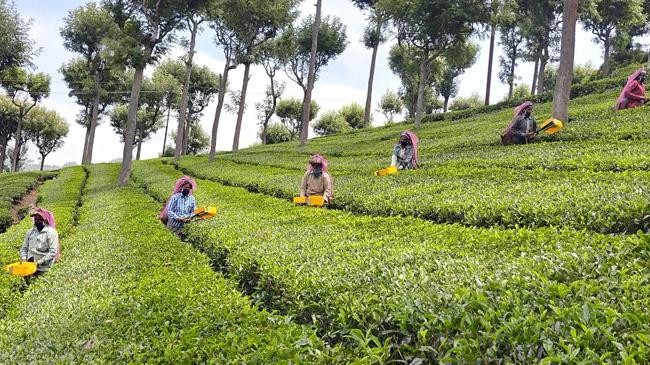 indian tea plant