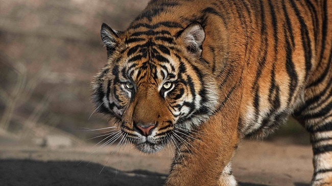 tiger krishna