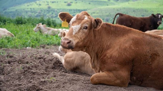 israel trained cows to spy
