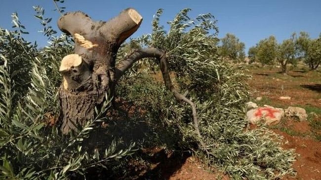 israeli settlers destroy 300 olive trees ramallah inner