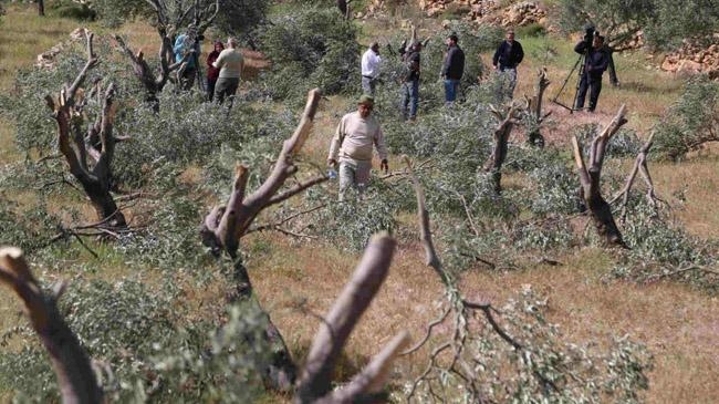 israeli settlers destroy 300 olive trees ramallah