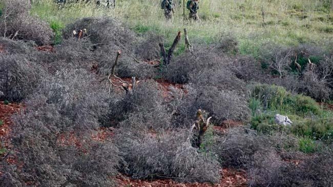 israeli soldiers walk past cut down olive trees