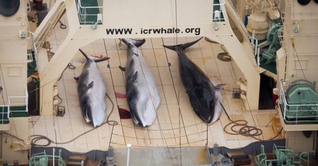 japanese whale hunting