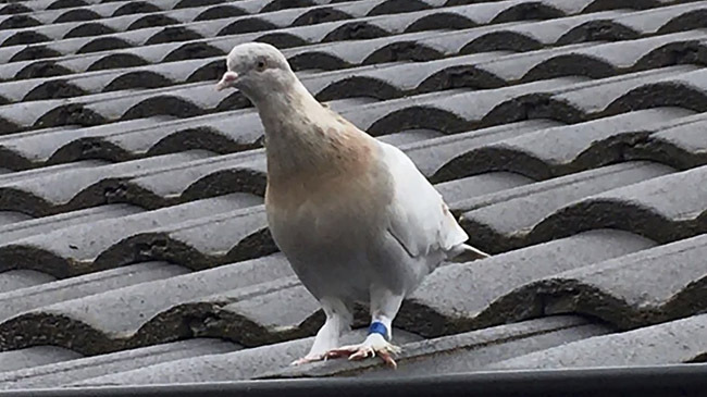 jo piegon australia
