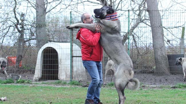 kangal shepherd dog