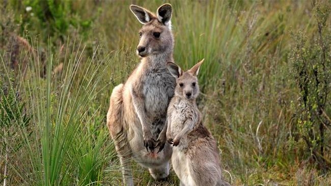 kangaroo