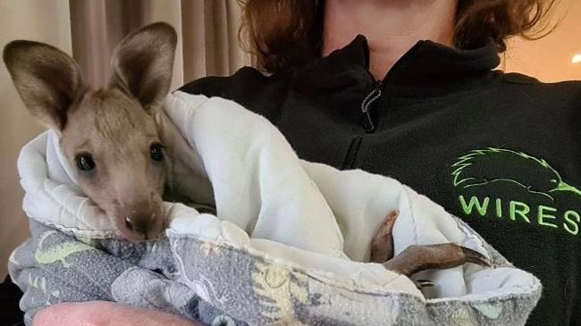 kangaroo