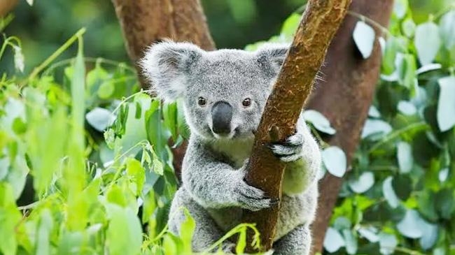 koala australia