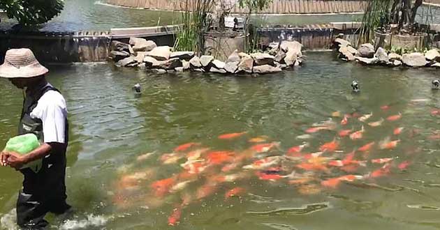 koi carp3