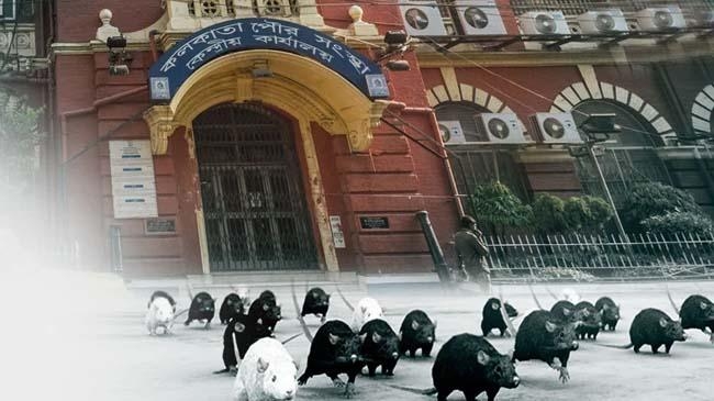 kolkata rat