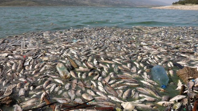 lebanon dead fish lake inner