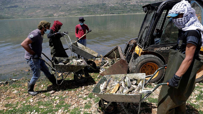 lebanon dead fish lake shore