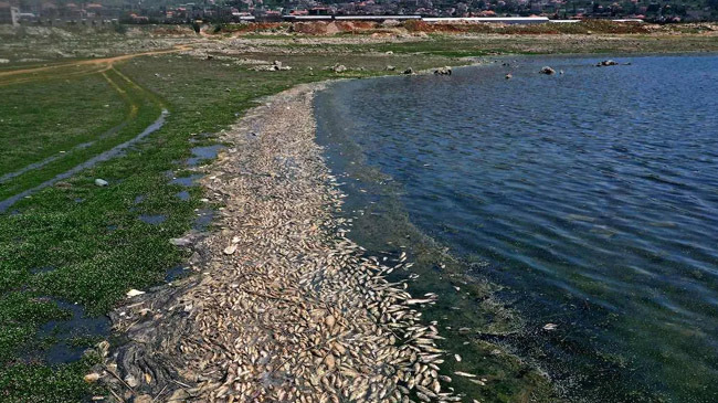lebanon dead fish lake