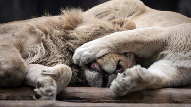 lion pic