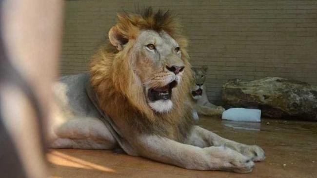 lion