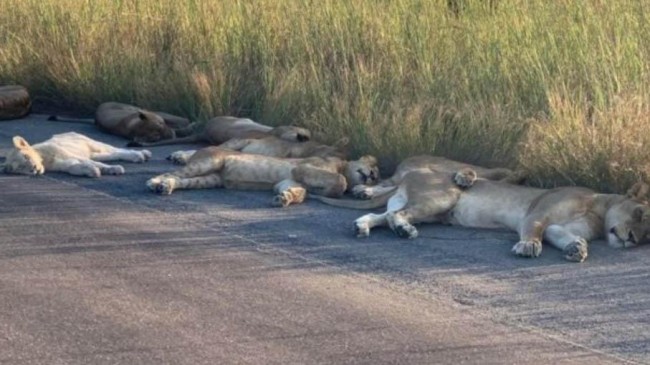 lions taking nap on the road in africa 1