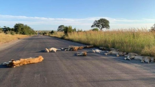 lions taking nap on the road in africa 2