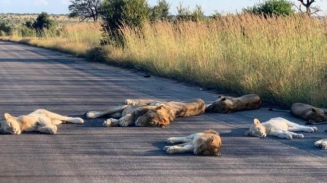 lions taking nap on the road in africa