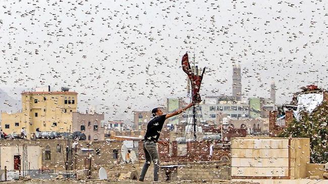 locust invasion in yemen