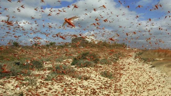 locust invasion in yemen01
