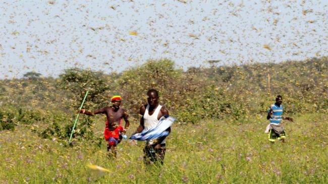 locusts africa